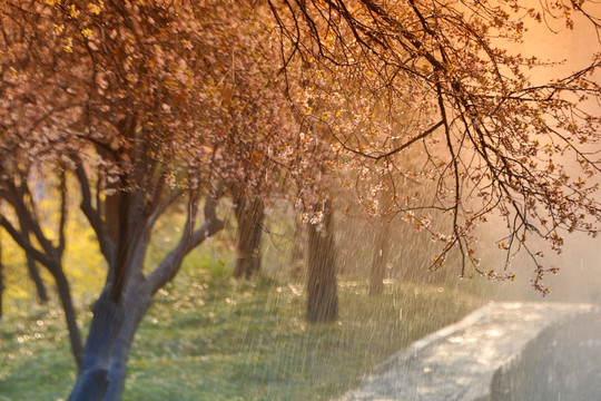 雨中花