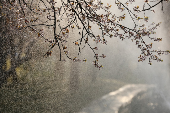 雨中花