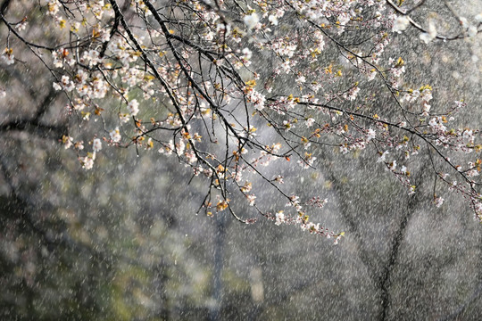 雨中花