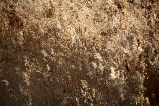 芦苇 芦苇丛 芦苇荡