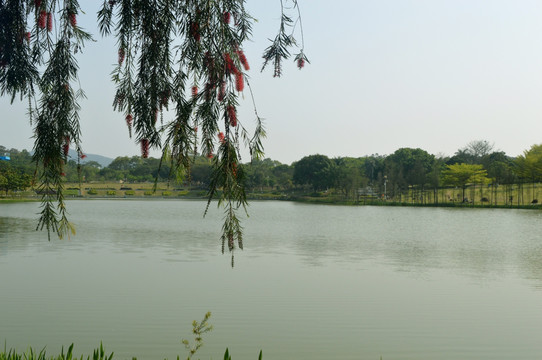 湖景柳枝