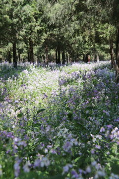 松林林间间的的紫紫色花丛