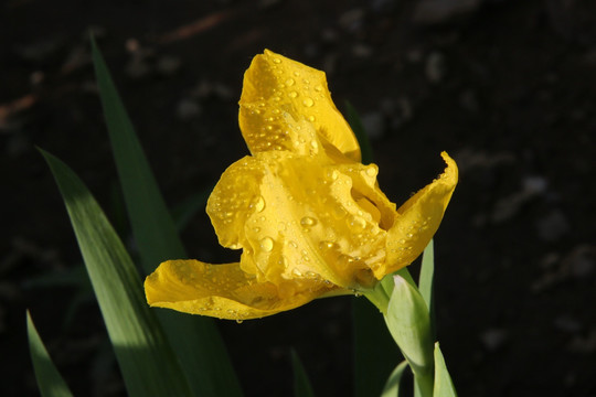 黑色背景的黄蝴蝶花