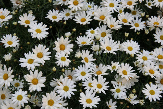 白色小菊花花丛