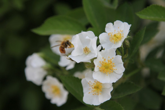 蜜蜂月季花上采蜜