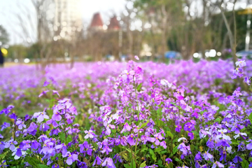 春天小花