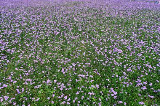 花海 马鞭草