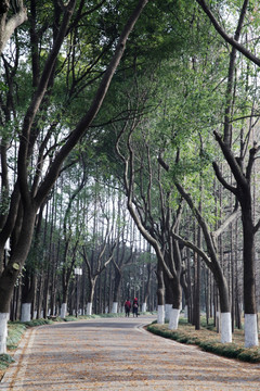 尚湖公园树林小路