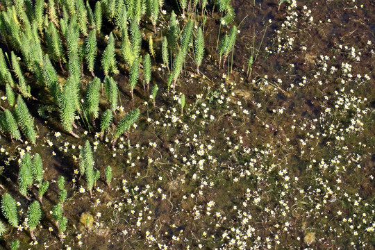 花湖