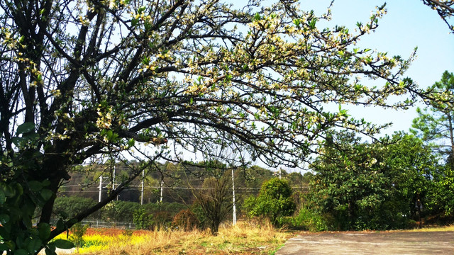 花开