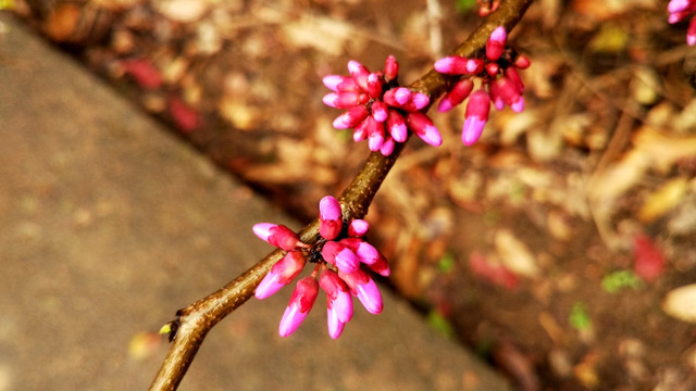 紫荆花