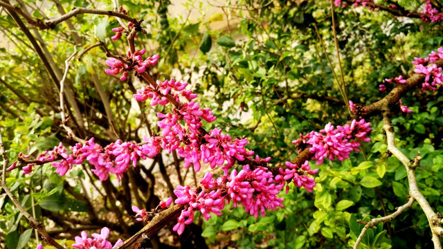 紫荊花