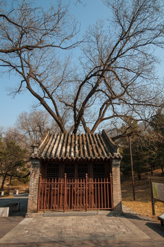 北京植物园 龙王庙