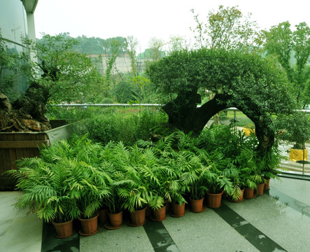 植物造型景观  景观树