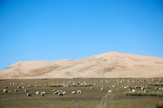 高原牧场的牛羊