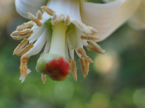 柚子花