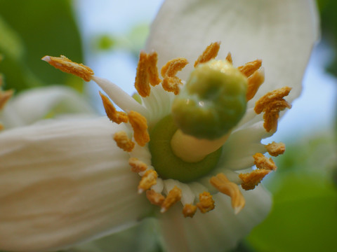 柚子花