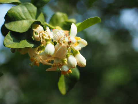 柚子花