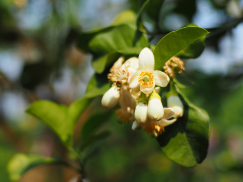 柚子花