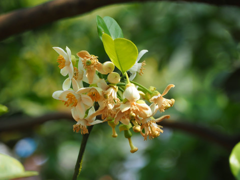 柚子花