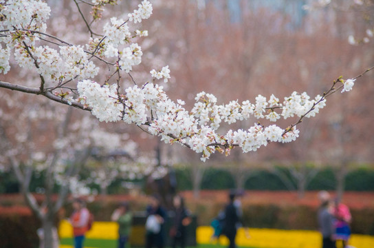 梅花