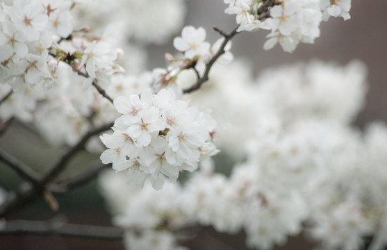 梅花