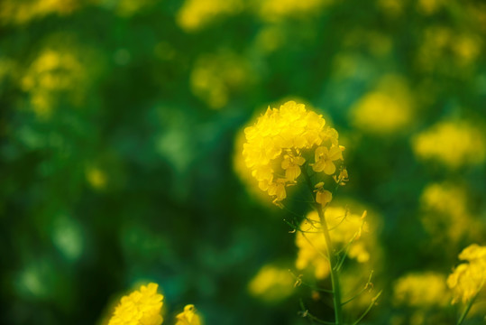 油菜花 藝術(shù)特別拍攝