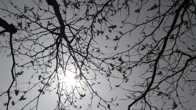 阳光树枝