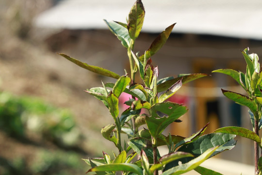 茶树