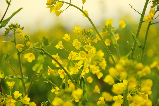 油菜花