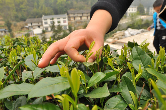 手摘茶叶