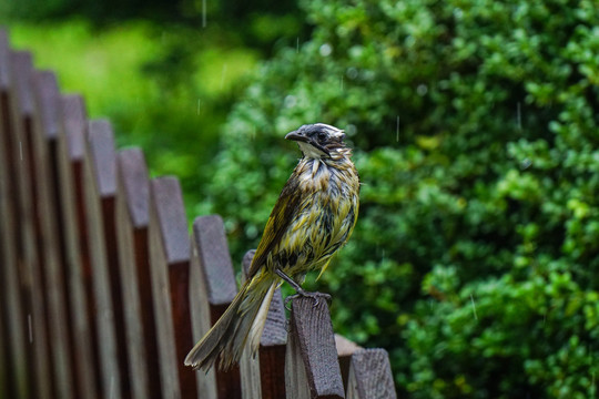 淋雨