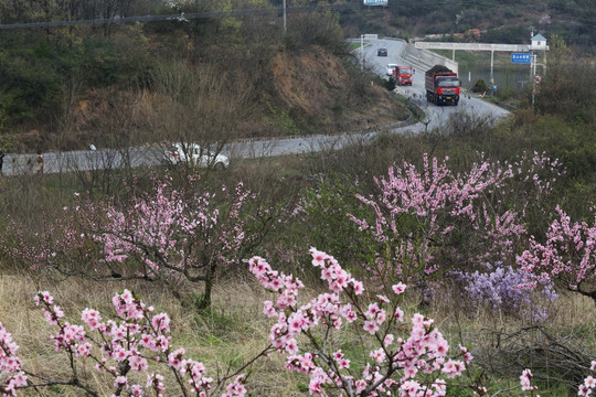 桃花 桃园