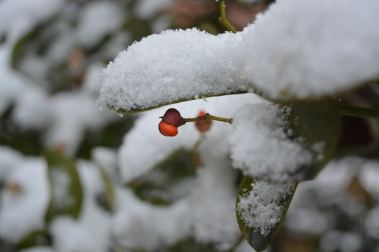 雪 冬季 雪景 初雪 冬季植物