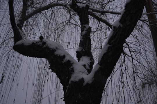 冬季 树 雪 初雪 柳树 树皮