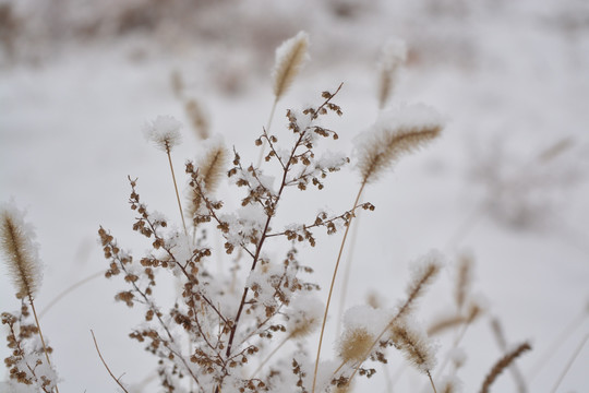 狗尾巴草 雪 冬季 初雪 草