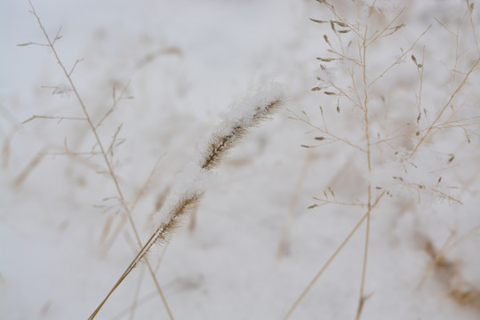 狗尾巴草 雪 冬季 初雪 草