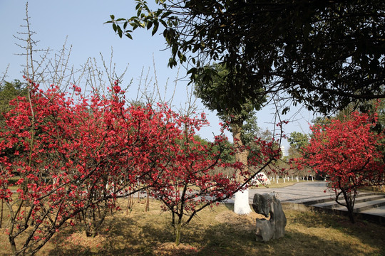 大学校园