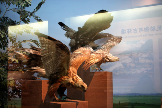 展厅 展览 动物标本 飞禽