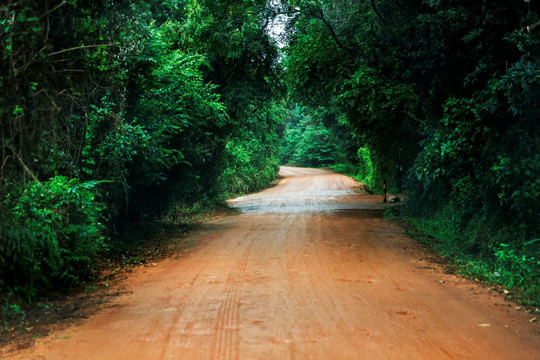 林荫小路