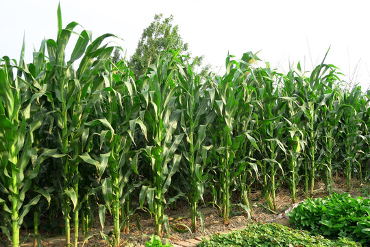 玉米地 庄稼地