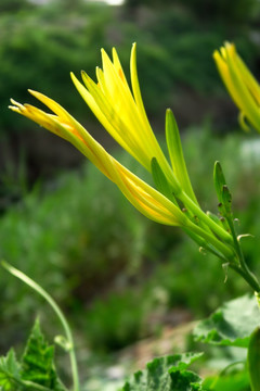 黄花菜