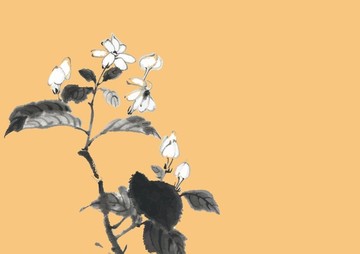 茉莉花 插畫 矢量