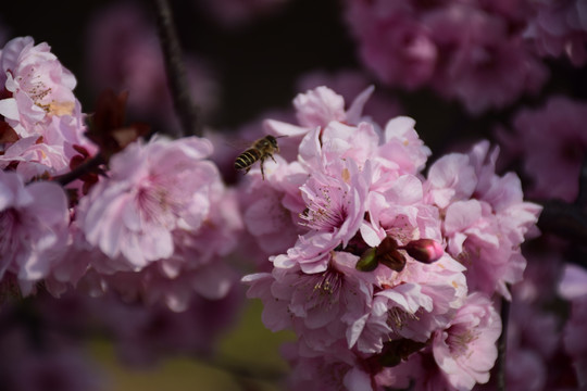 梅花