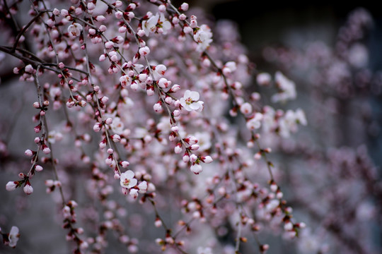 春天桃花开