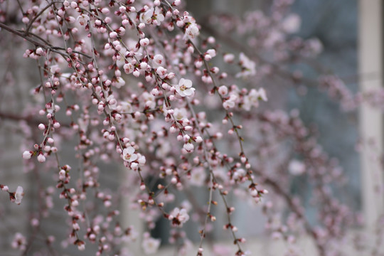 春天桃花开