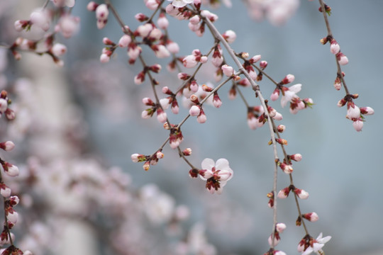 又一年桃花开