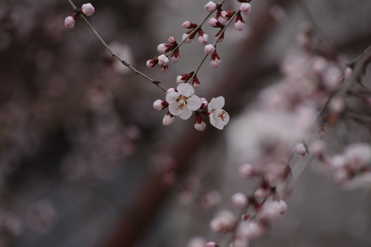 又一年桃花开