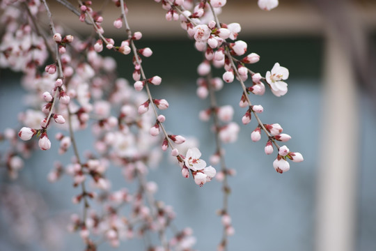 又一年桃花开