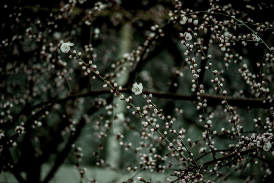 又一年桃花开